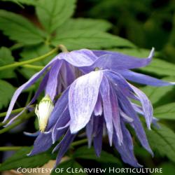 <i>Clematis macropetala</i> ‘Blue Lagoon’