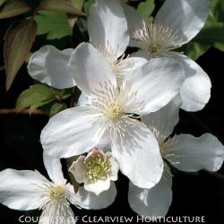 <i>Clematis montana</i> var. <i>grandiflora</i>