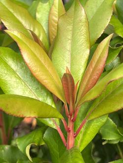 <i>Clethra arborea</i>