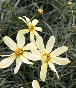 <em>Coreopsis verticillata</em>  ‘Moonbeam’