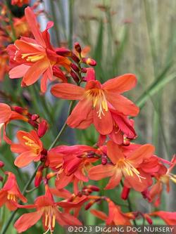 <em>Crocosmia</em>  ‘Carmine Brilliant’