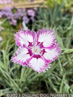 <i>Dianthus</i> ‘Queen of Sheba’