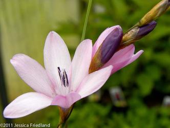 <i>Dierama igneum</i>