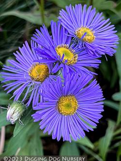 <i>Erigeron speciosus</i> ‘Azure Fairy’