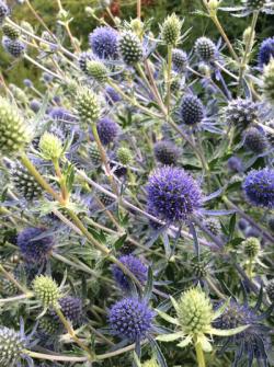 <i>Eryngium planum</i> ‘Blue Glitter’