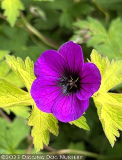 <i>Geranium</i> ‘Ann Folkard’