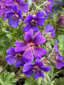 <i>Geranium</i> x <i>magnificum</i> ‘Blue Blood’