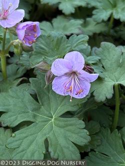 <i>Geranium macrorrhizum</i> ‘Bevans Variety’