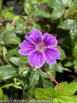 <i>Geranium nodosum</i> ‘Svelte Lilac’