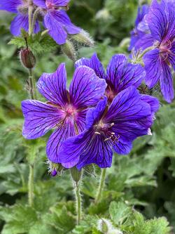 <i>Geranium</i> x <i>magnificum</i>