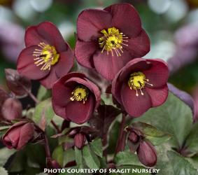 <i>Helleborus</i> ‘HGC Ice n Roses Merlot’