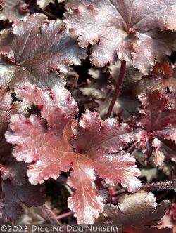 <i>Heuchera</i> ‘Taffeta’