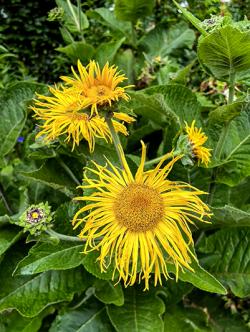 <i>Inula racemosa</i> ‘Sonnenspeer’