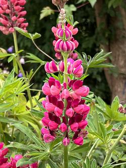 <i>Lupinus</i> ‘My Castle’