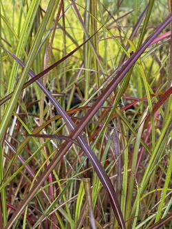 <i>Miscanthus sinensis</i> ‘Rotsilber’