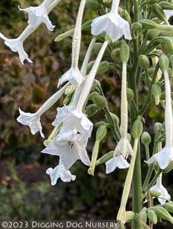 <i>Nicotiana sylvestris</i>