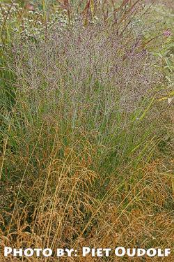 <i>Panicum virgatum</i> ‘Purple Tears’