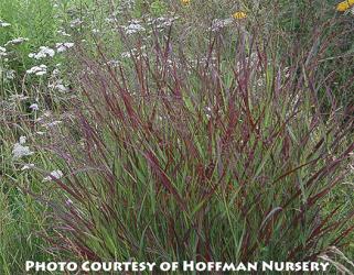 <em>Panicum virgatum</em>  ‘Shenandoah’