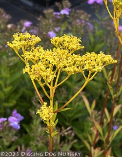 Allium 'Pincushion' PPAF