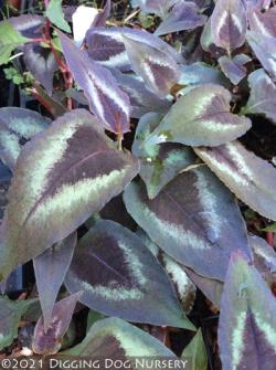 <i>Persicaria microcephala</i> ‘Red Dragon’