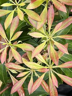 <i>Pieris japonica</i> ‘Valley Rose’