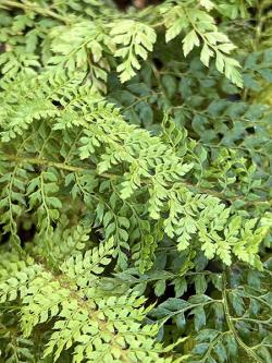 <i>Polystichum setiferum</i> ‘Herrenhausen’