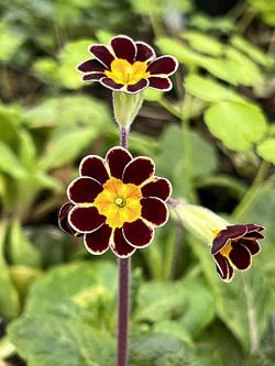 <i>Primula elatior</i> ‘Gold Lace’