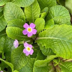 <em>Primula vulgaris</em> ssp subthorpii  ‘’