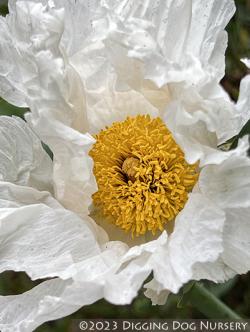 <i>Romneya coulteri</i>