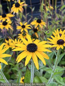 <i>Rudbeckia fulgida</i> var. <i>deamii</i>