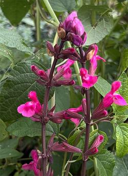 <em>Salvia involucrata</em>  ‘Mulberry Jam’