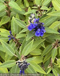 <i>Salvia corrugata</i>