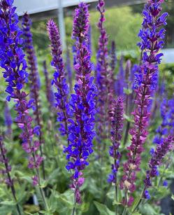 <i>Salvia</i> x <i>sylvestris</i> ‘Tanzerin’