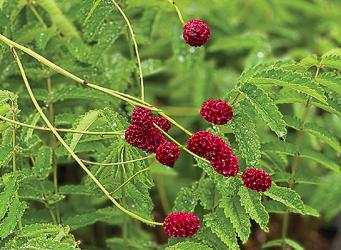 <i>Sanguisorba officinalis</i> ‘Arnhem’