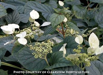 <i>Schizophragma hydrangeoides</i> ‘Moonlight’