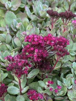 <i>Sedum</i> ‘Vera Jameson’