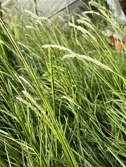 <i>Sesleria autumnalis</i>