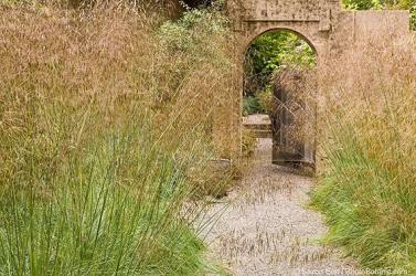 <em>Stipa gigantea</em>  ‘’