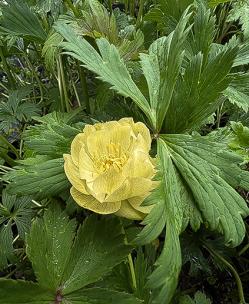 <i>Trollius</i> x <i>cultorum</i> ‘New Moon’