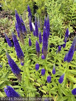 <i>Veronica spicata</i> ‘Royal Candles’